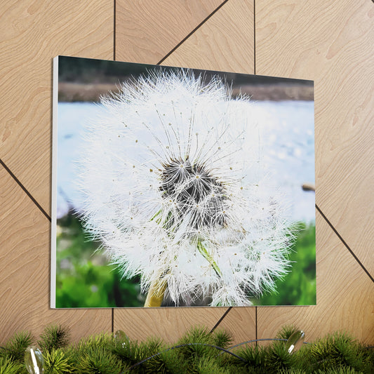 Dandelion Canvas Gallery Wraps - Eccentricity Emporium LLC