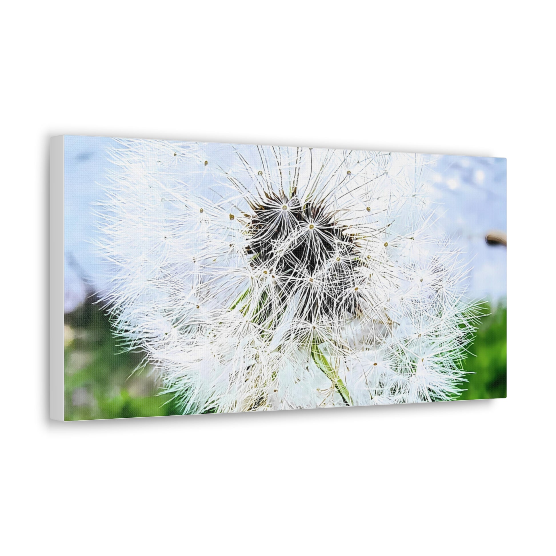 Dandelion Canvas Gallery Wraps - Eccentricity Emporium LLC