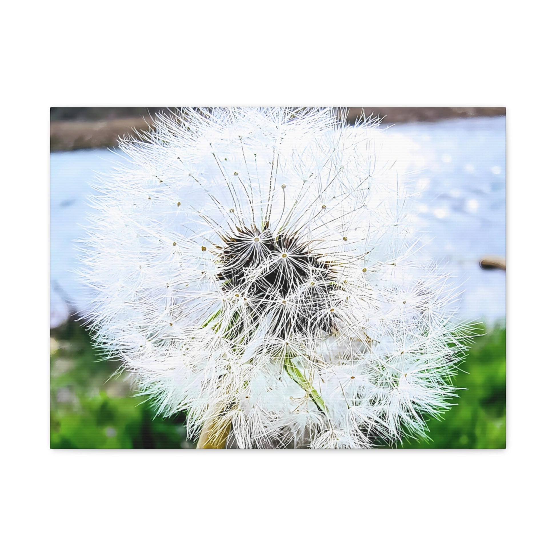 Dandelion Canvas Gallery Wraps - Eccentricity Emporium LLC