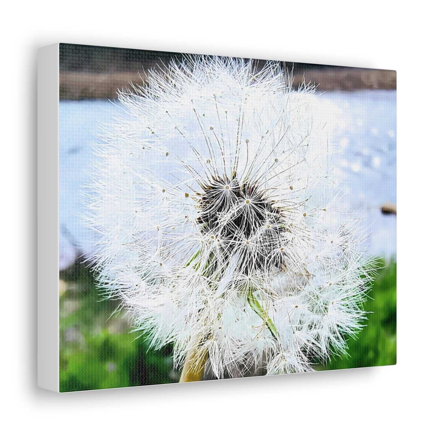 Dandelion Canvas Gallery Wraps - Eccentricity Emporium LLC