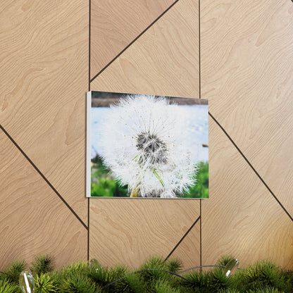 Dandelion Canvas Gallery Wraps - Eccentricity Emporium LLC