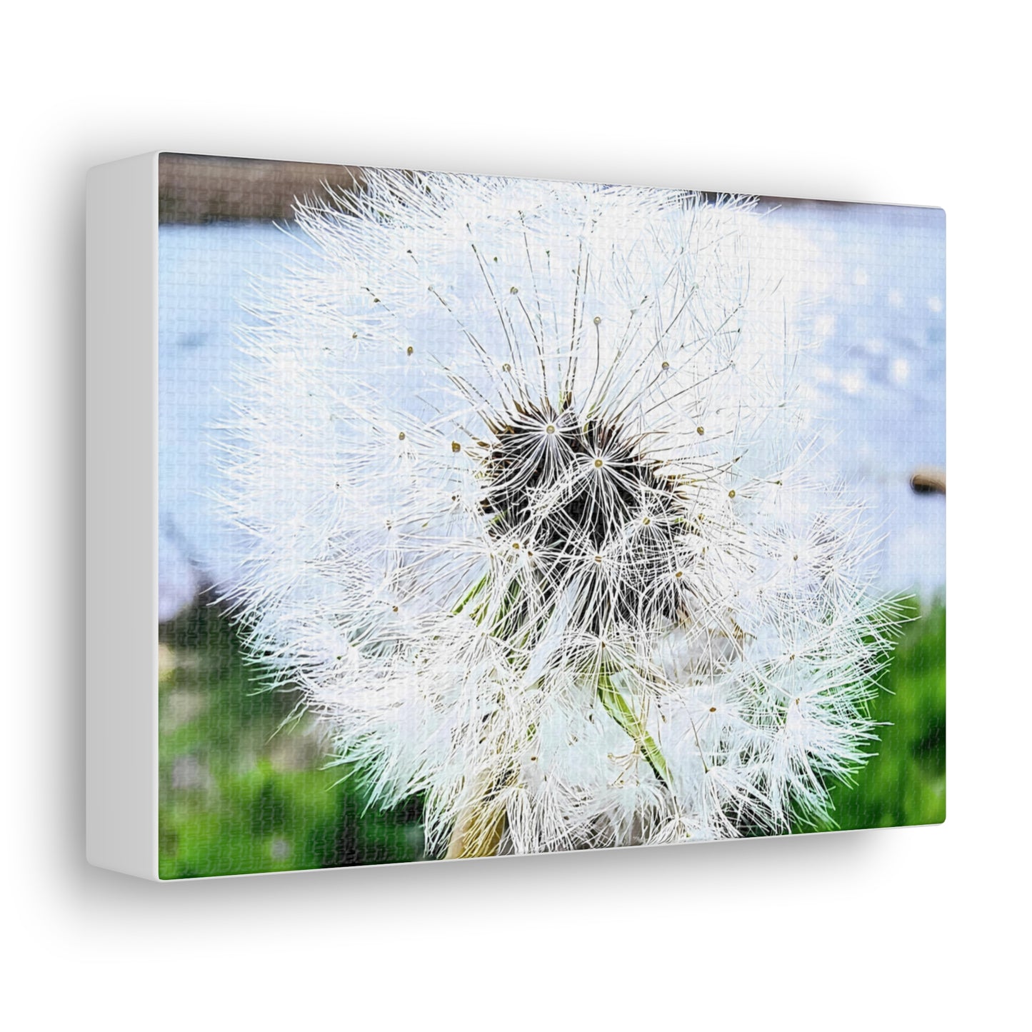 Dandelion Canvas Gallery Wraps - Eccentricity Emporium LLC