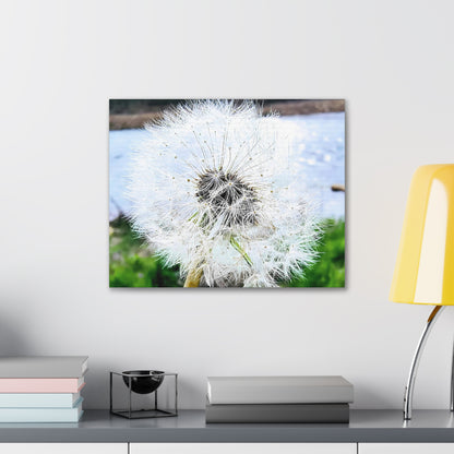 Dandelion Canvas Gallery Wraps - Eccentricity Emporium LLC