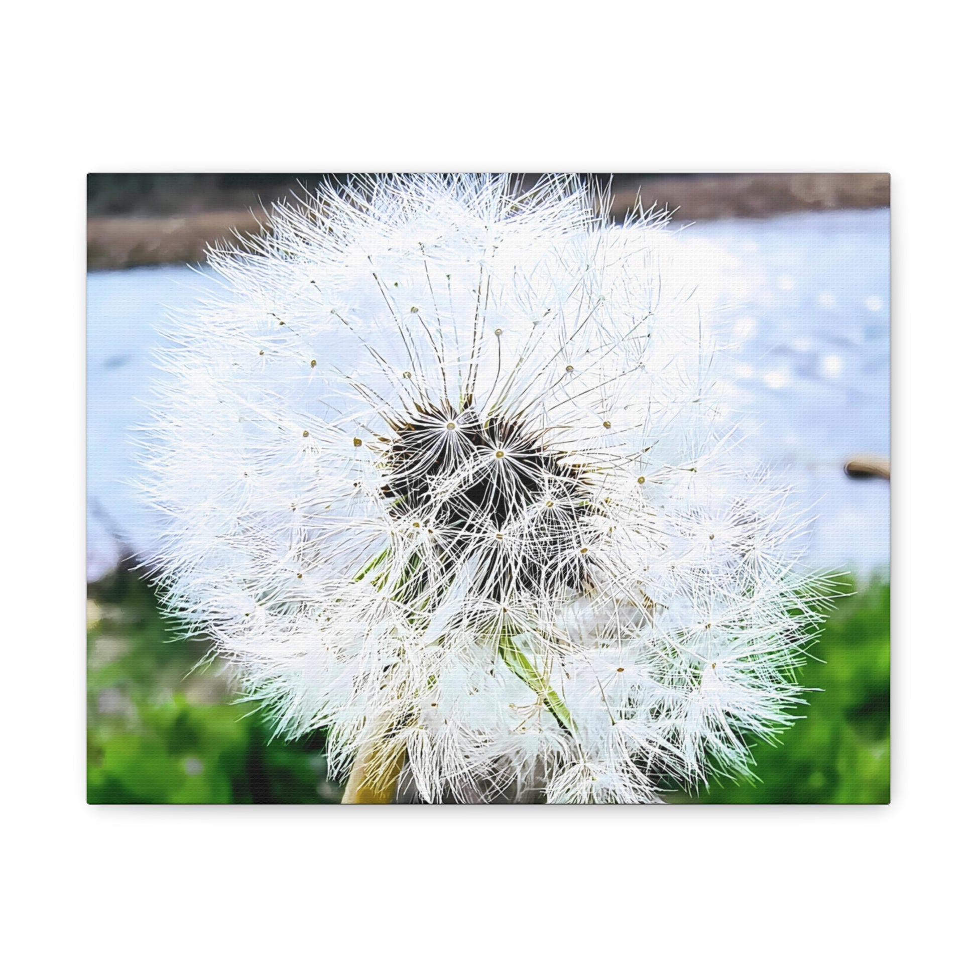 Dandelion Canvas Gallery Wraps - Eccentricity Emporium LLC