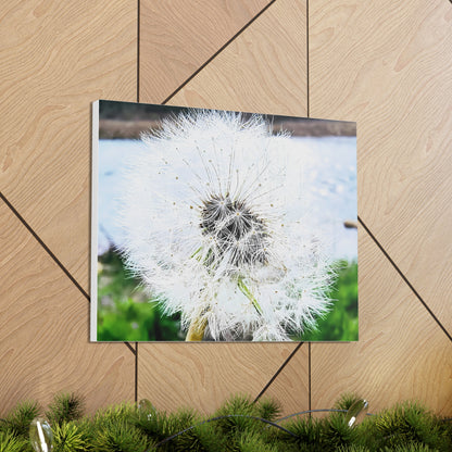 Dandelion Canvas Gallery Wraps - Eccentricity Emporium LLC