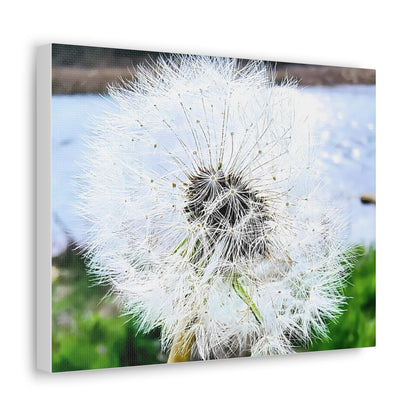 Dandelion Canvas Gallery Wraps - Eccentricity Emporium LLC