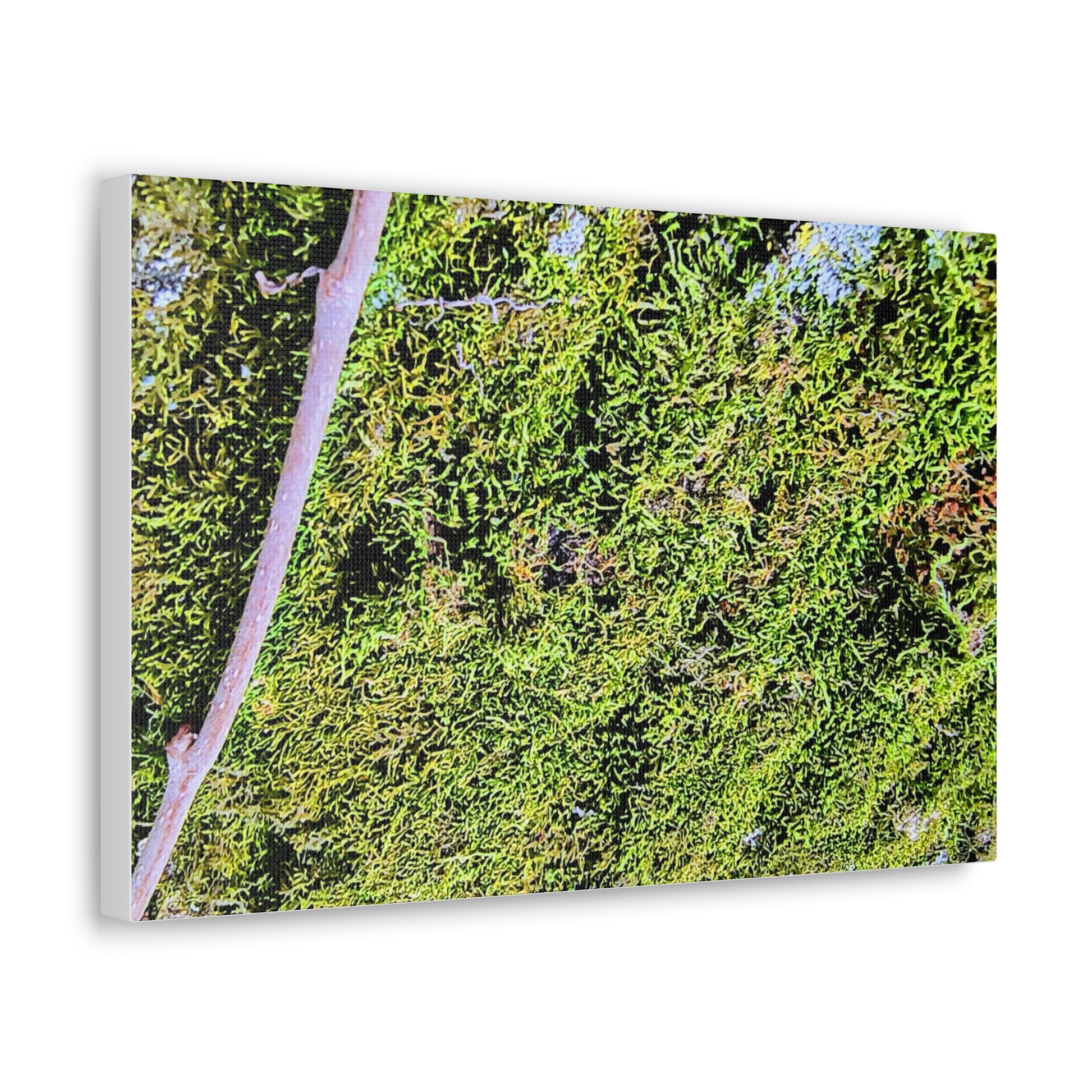 Moss Canvas Gallery Wraps - Eccentricity Emporium LLC