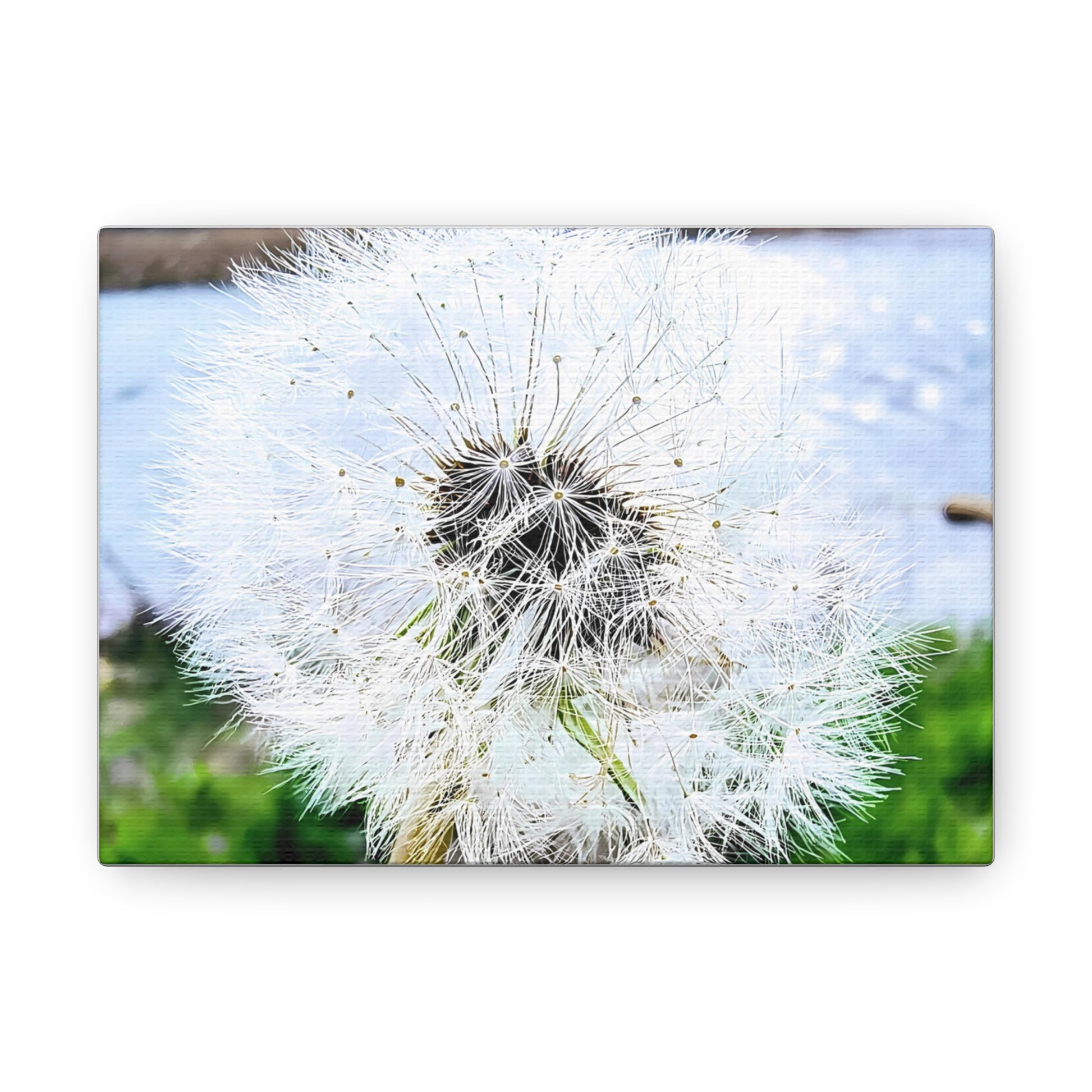 Dandelion Canvas Gallery Wraps - Eccentricity Emporium LLC