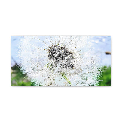 Dandelion Canvas Gallery Wraps - Eccentricity Emporium LLC