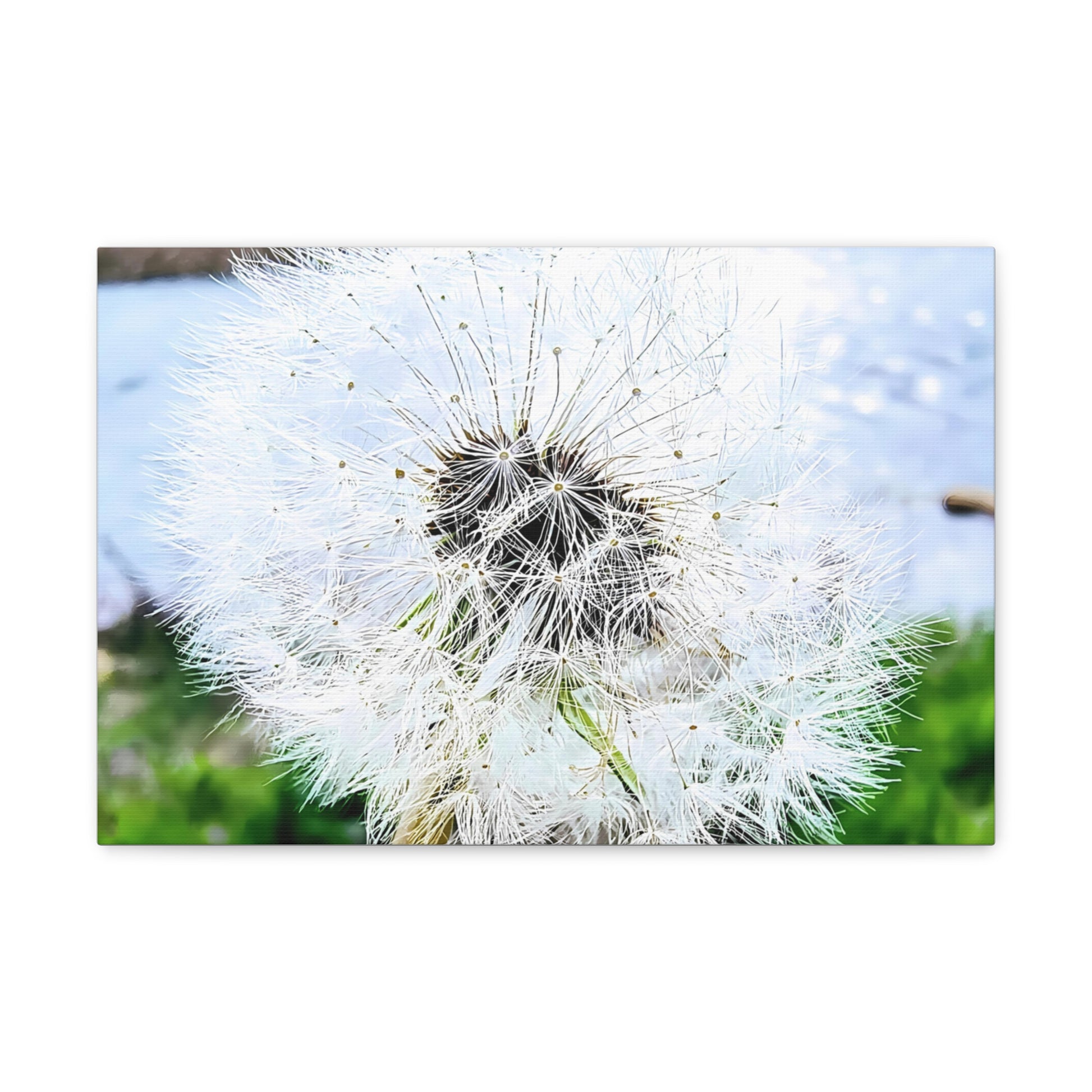 Dandelion Canvas Gallery Wraps - Eccentricity Emporium LLC