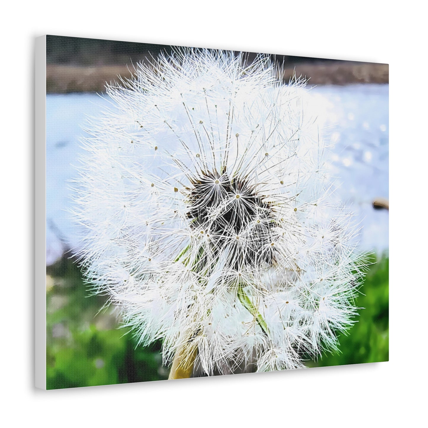 Dandelion Canvas Gallery Wraps - Eccentricity Emporium LLC