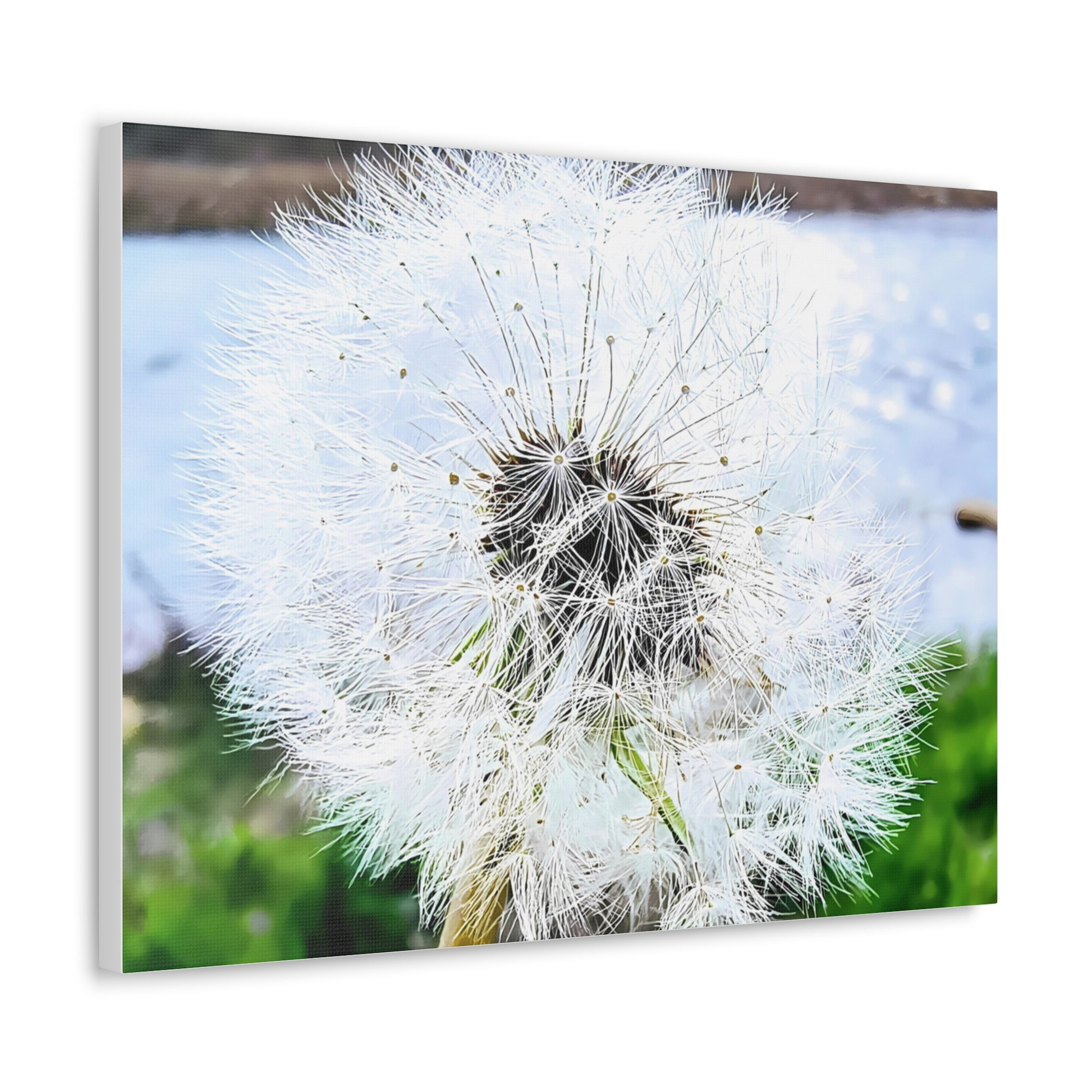 Dandelion Canvas Gallery Wraps - Eccentricity Emporium LLC