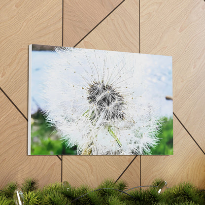 Dandelion Canvas Gallery Wraps - Eccentricity Emporium LLC