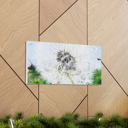 Dandelion Canvas Gallery Wraps - Eccentricity Emporium LLC