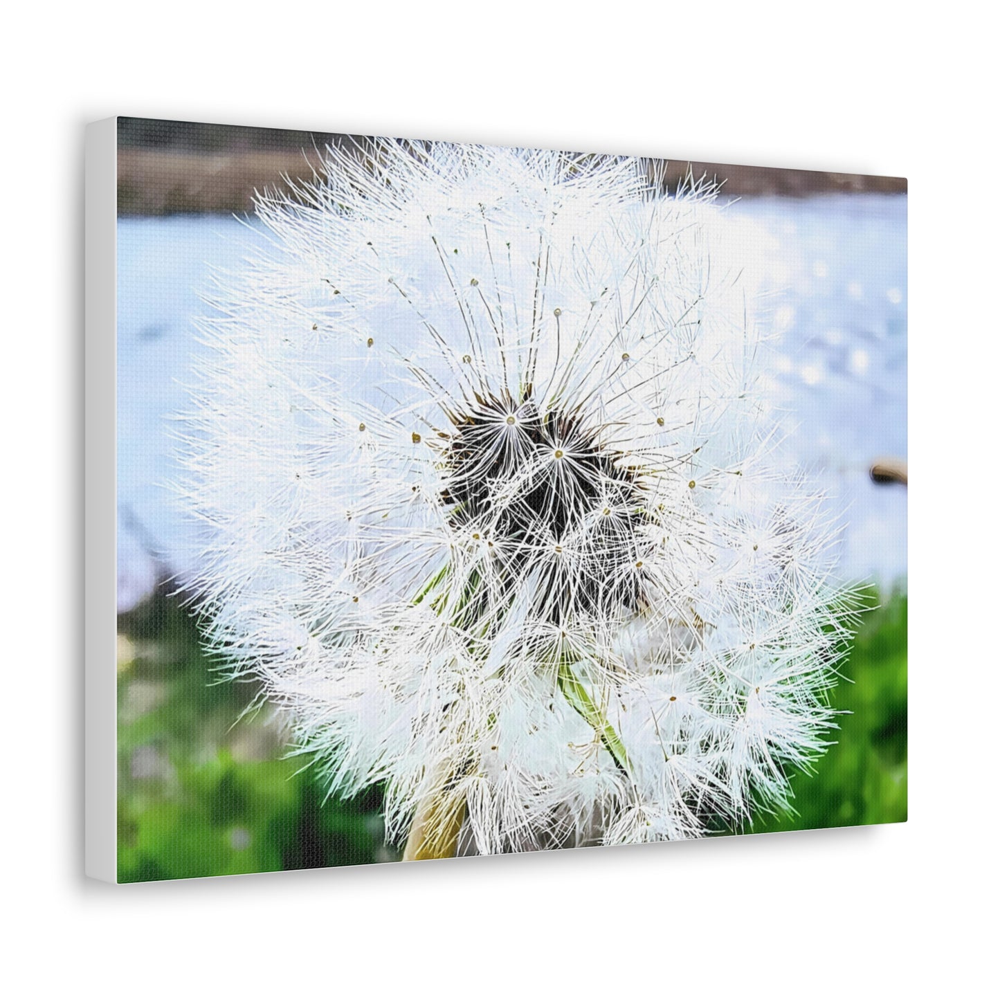 Dandelion Canvas Gallery Wraps - Eccentricity Emporium LLC