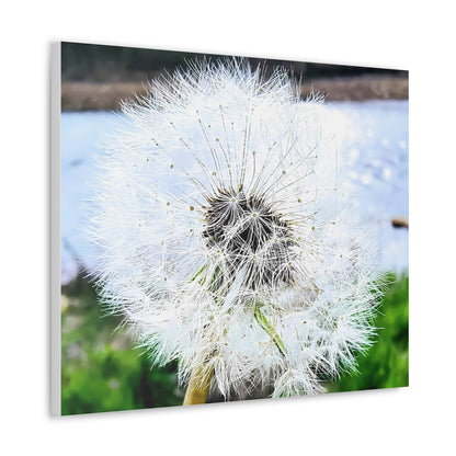 Dandelion Canvas Gallery Wraps - Eccentricity Emporium LLC