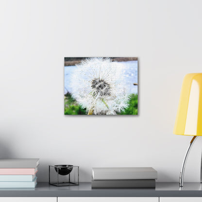 Dandelion Canvas Gallery Wraps - Eccentricity Emporium LLC