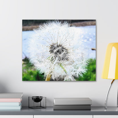 Dandelion Canvas Gallery Wraps - Eccentricity Emporium LLC