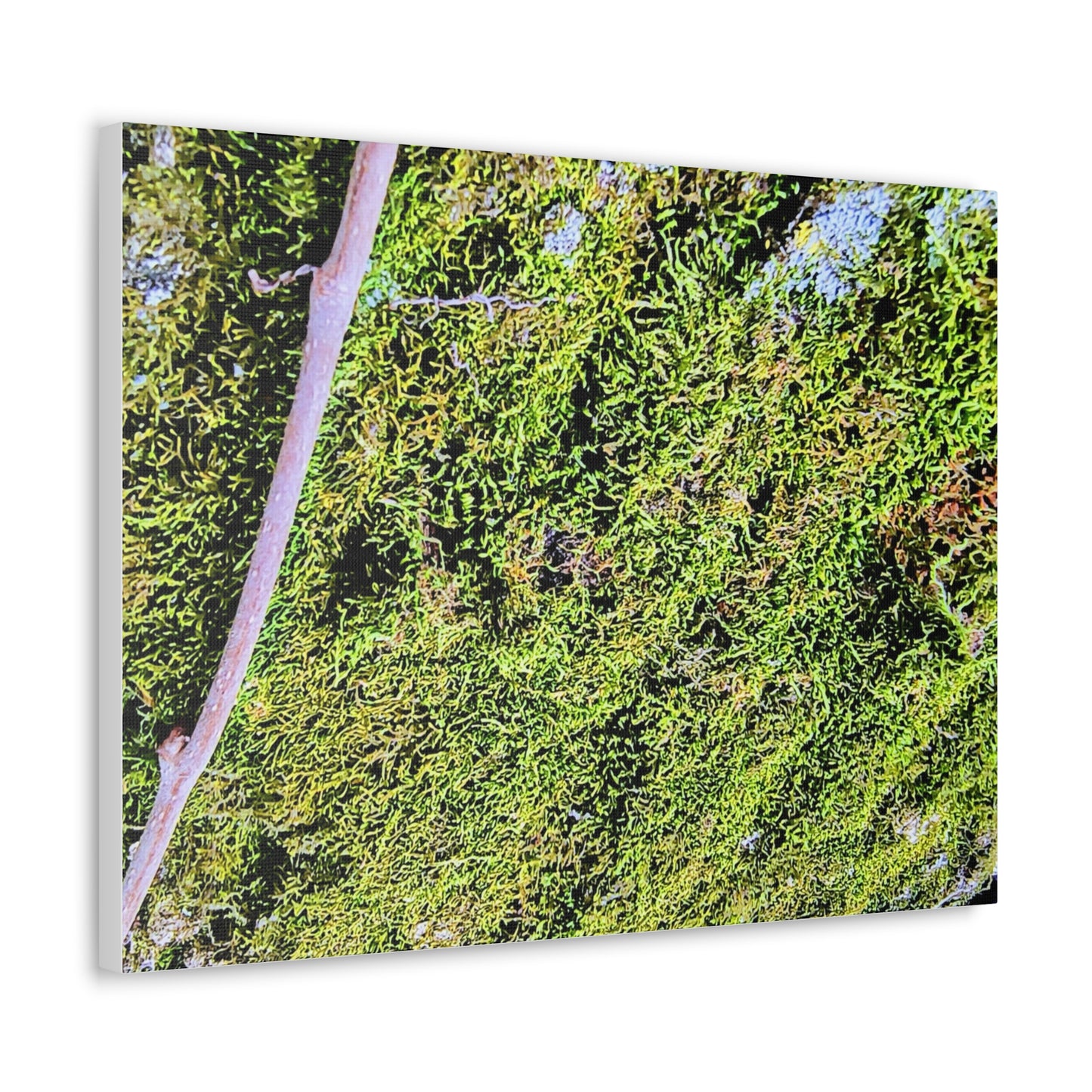 Moss Canvas Gallery Wraps - Eccentricity Emporium LLC