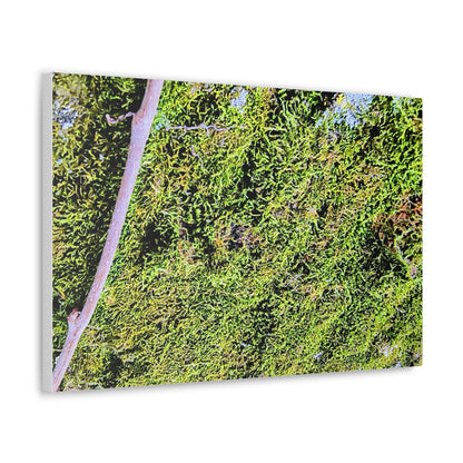 Moss Canvas Gallery Wraps - Eccentricity Emporium LLC