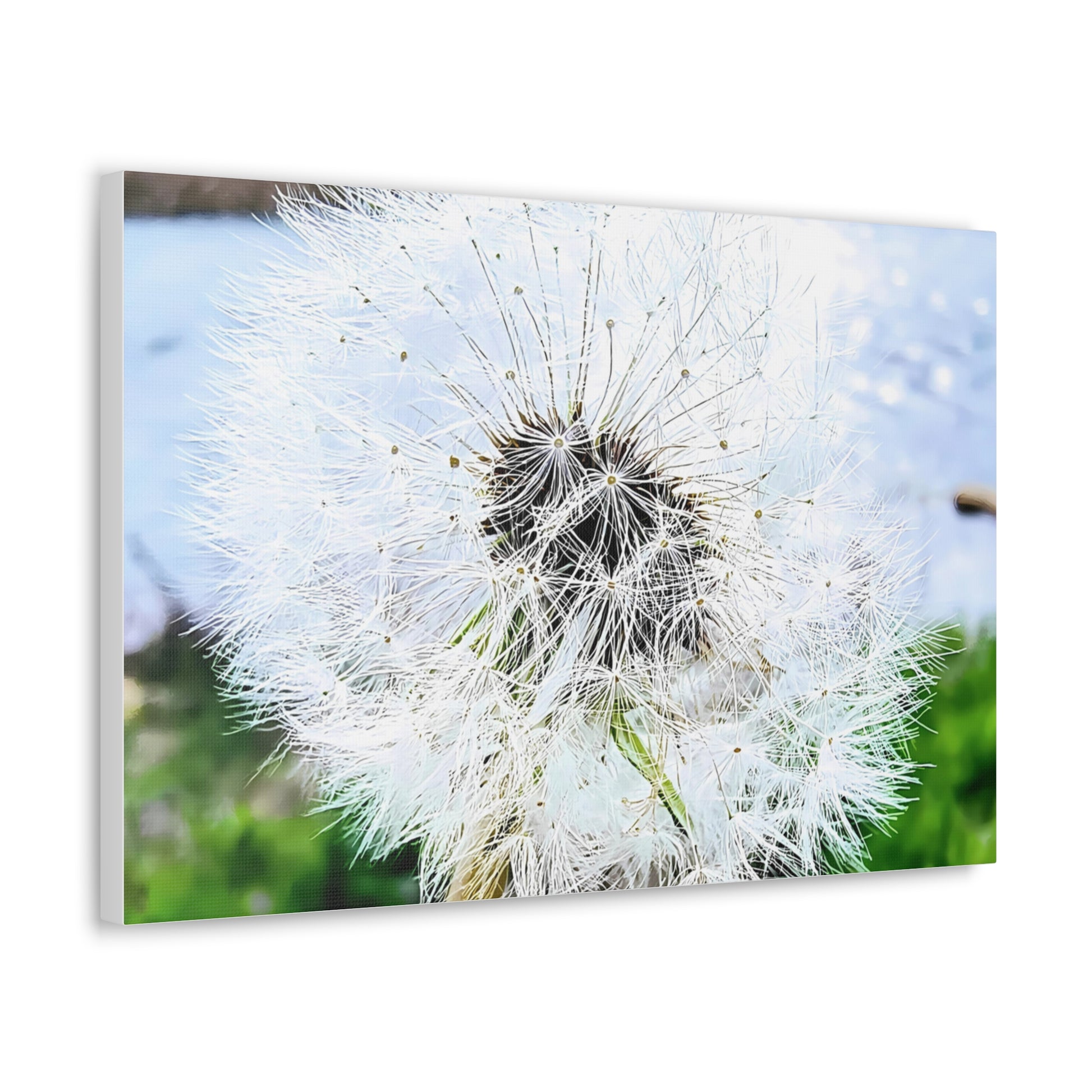 Dandelion Canvas Gallery Wraps - Eccentricity Emporium LLC